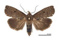 藏品(黑點元裳蛾)的圖片